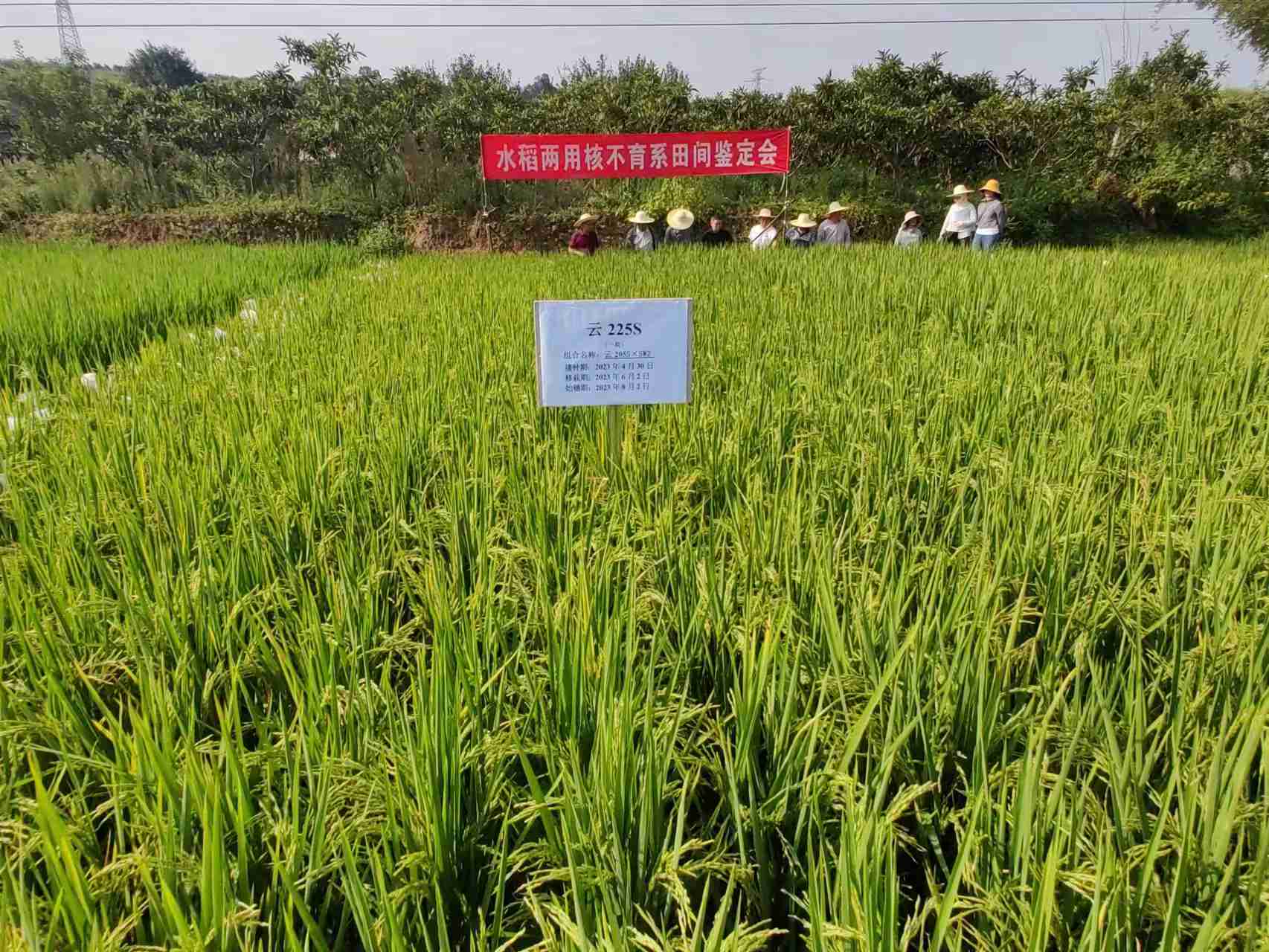 省农科学院粮作所选育的2个新不育系水稻通过鉴定 